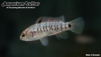 Blosyrus Blaubarsch