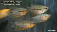 Fadenfisch MIX (Mosaik, Blau, Marmor, Gold, Perlm.)