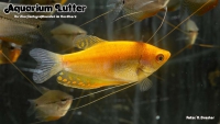 Fadenfisch MIX (Mosaik, Blau, Marmor, Gold, Perlm.)