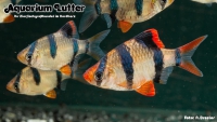 Sumatrabarbe MIX (Normal, Gold, Grün)