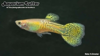 Guppy Männchen MIX nur COBRA
