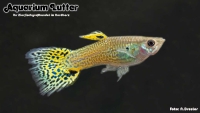 Guppy Männchen MIX nur COBRA