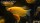 Goldfadenfisch