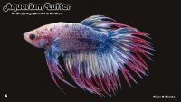 Kampffisch Männchen "Crown Tail"