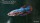 Kampffisch Weibchen Crowntail