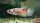 Kampffisch Weibchen Drachenschuppen