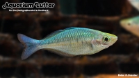 Blauer Regenbogenfisch