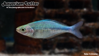 Blauer Regenbogenfisch