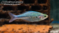 Blauer Regenbogenfisch