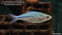 Blauer Regenbogenfisch