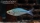 Blauer Regenbogenfisch
