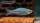 Blauer Regenbogenfisch