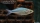 Blauer Regenbogenfisch