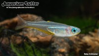 Gabelschwanz Regenbogenfisch