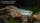 Gabelschwanz Regenbogenfisch