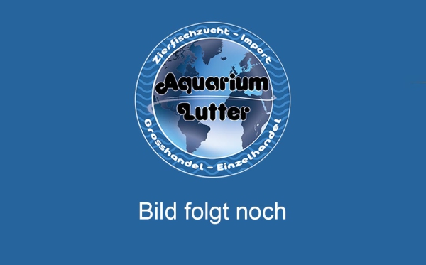 Teichmuschel