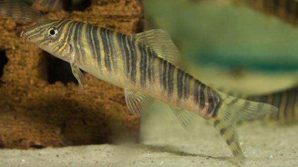 Zebraschmerle