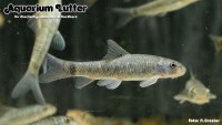 Kangalfisch Psoriasis Fisch