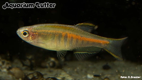 Lachsdanio