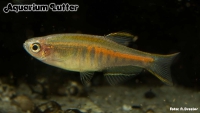 Lachsdanio