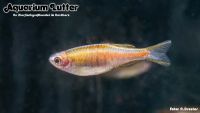 Lachsdanio