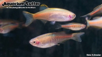 Lachsdanio