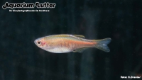 Lachsdanio